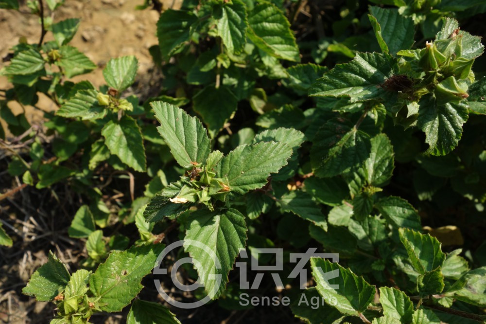 柑橘黄叶症状示例2