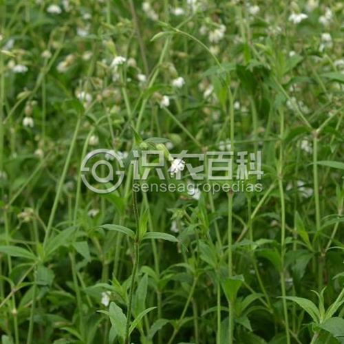 柑橘黄叶症状示例1