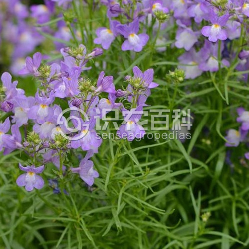 柑橘黄叶症状示例3