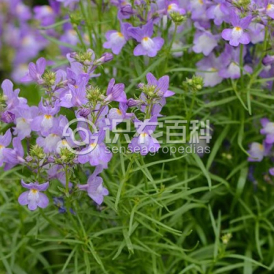 欧洲柳穿鱼