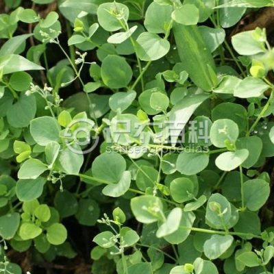 荷莲豆草
