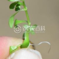 柑橘黄叶症状示例0