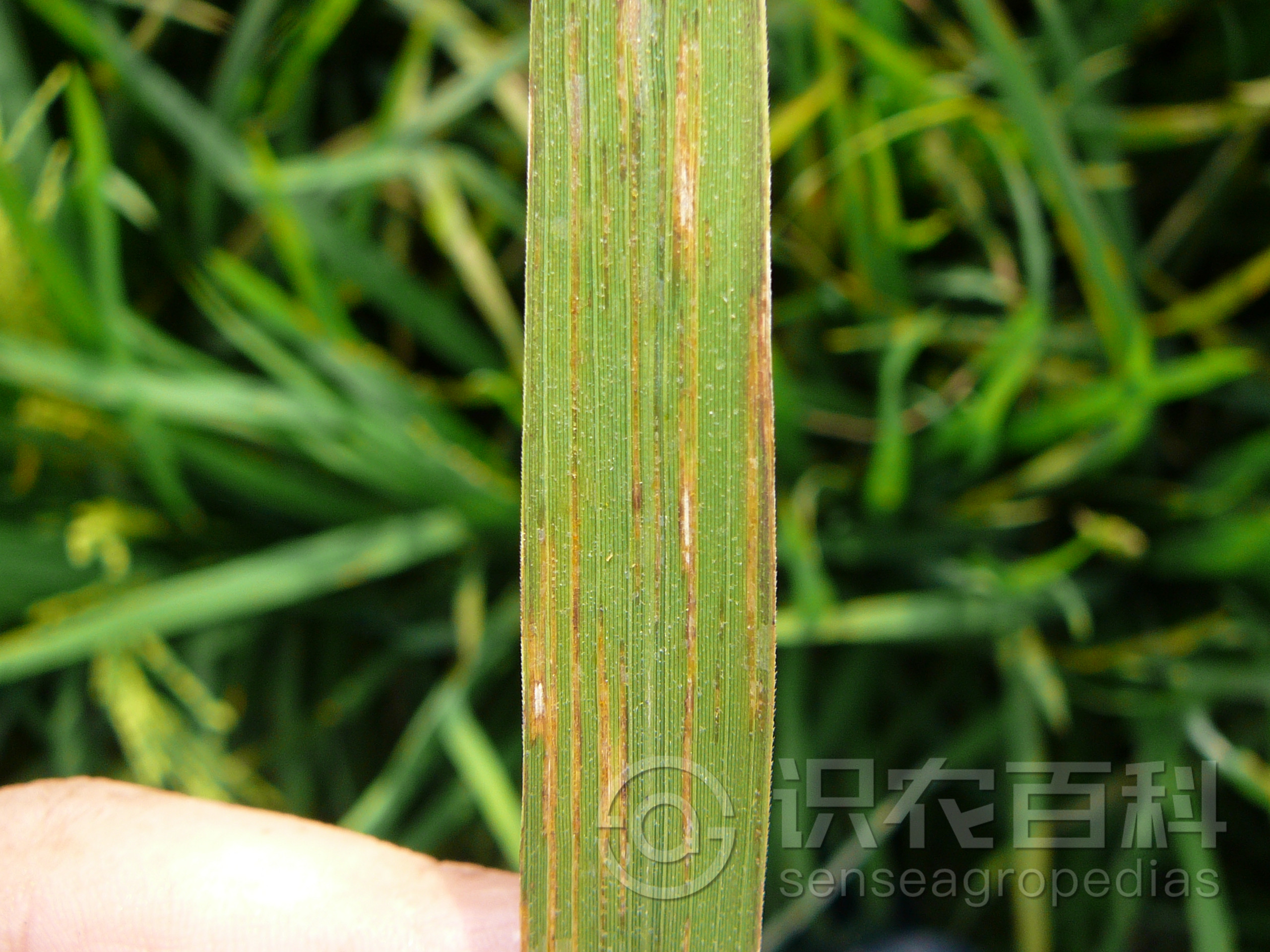 柑橘黄叶症状示例2