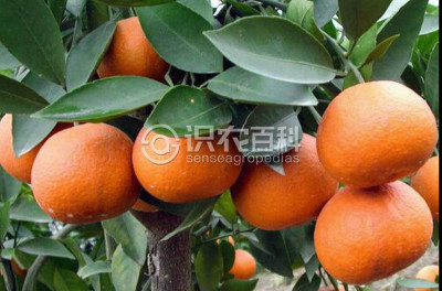 大雅柑