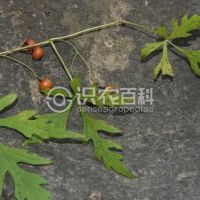 柑橘黄叶症状示例0