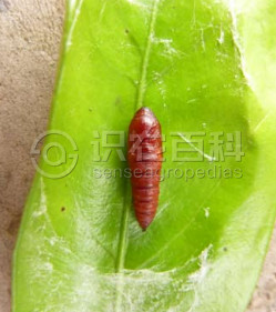 柑橘黄叶症状示例3