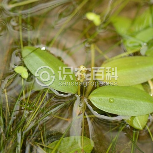 柑橘黄叶症状示例2