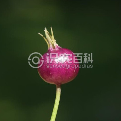 铜锤玉带草