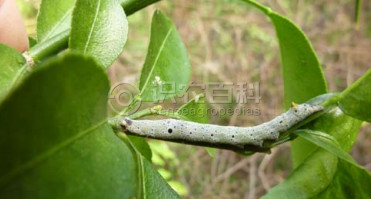 柑橘黄叶症状示例3