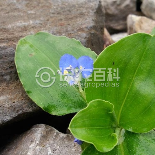 柑橘黄叶症状示例2