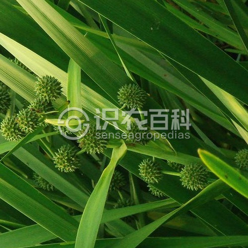 柑橘黄叶症状示例2