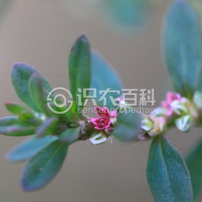 习见蓼