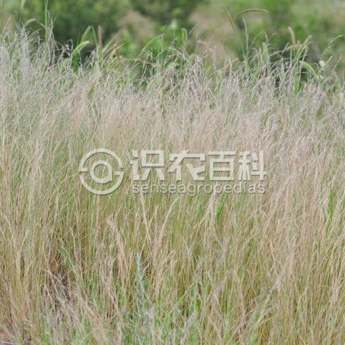 柑橘黄叶症状示例2