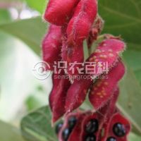 柑橘黄叶症状示例0