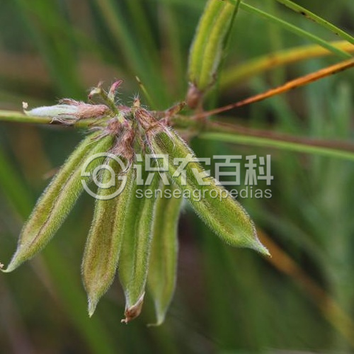 柑橘黄叶症状示例3