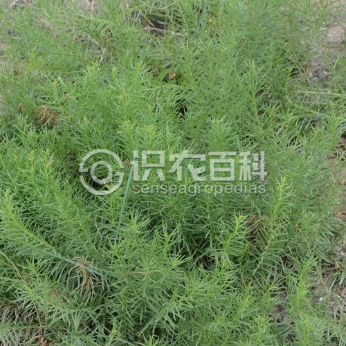 柑橘黄叶症状示例3