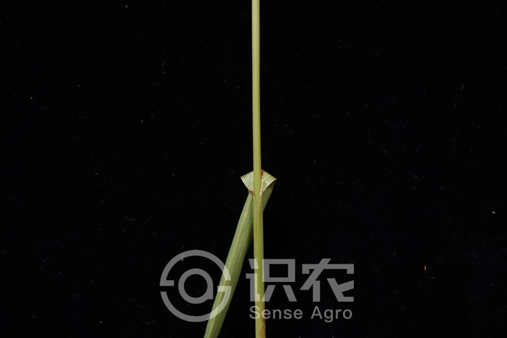 柑橘黄叶症状示例3