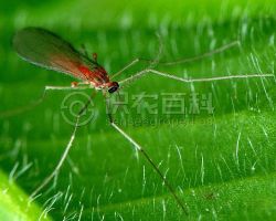 柑橘黄叶症状示例0