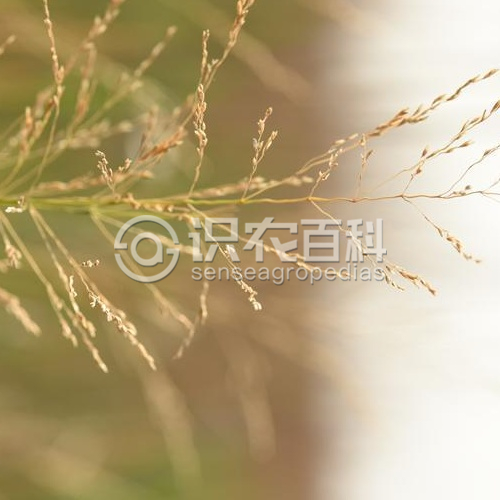 柑橘黄叶症状示例2