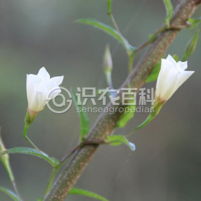尖萼鱼黄草