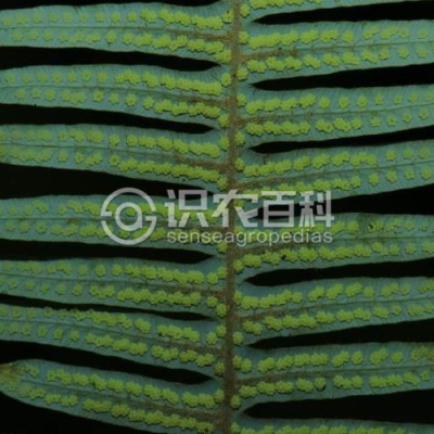 芒萁