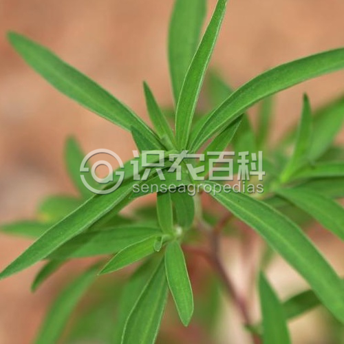 柑橘黄叶症状示例3