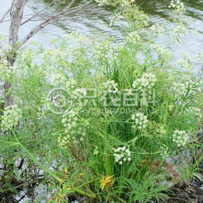 毒芹
