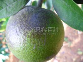 柑橘黄叶症状示例0