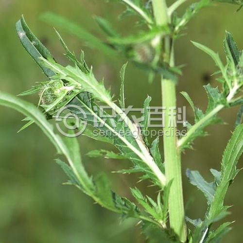 柑橘黄叶症状示例3