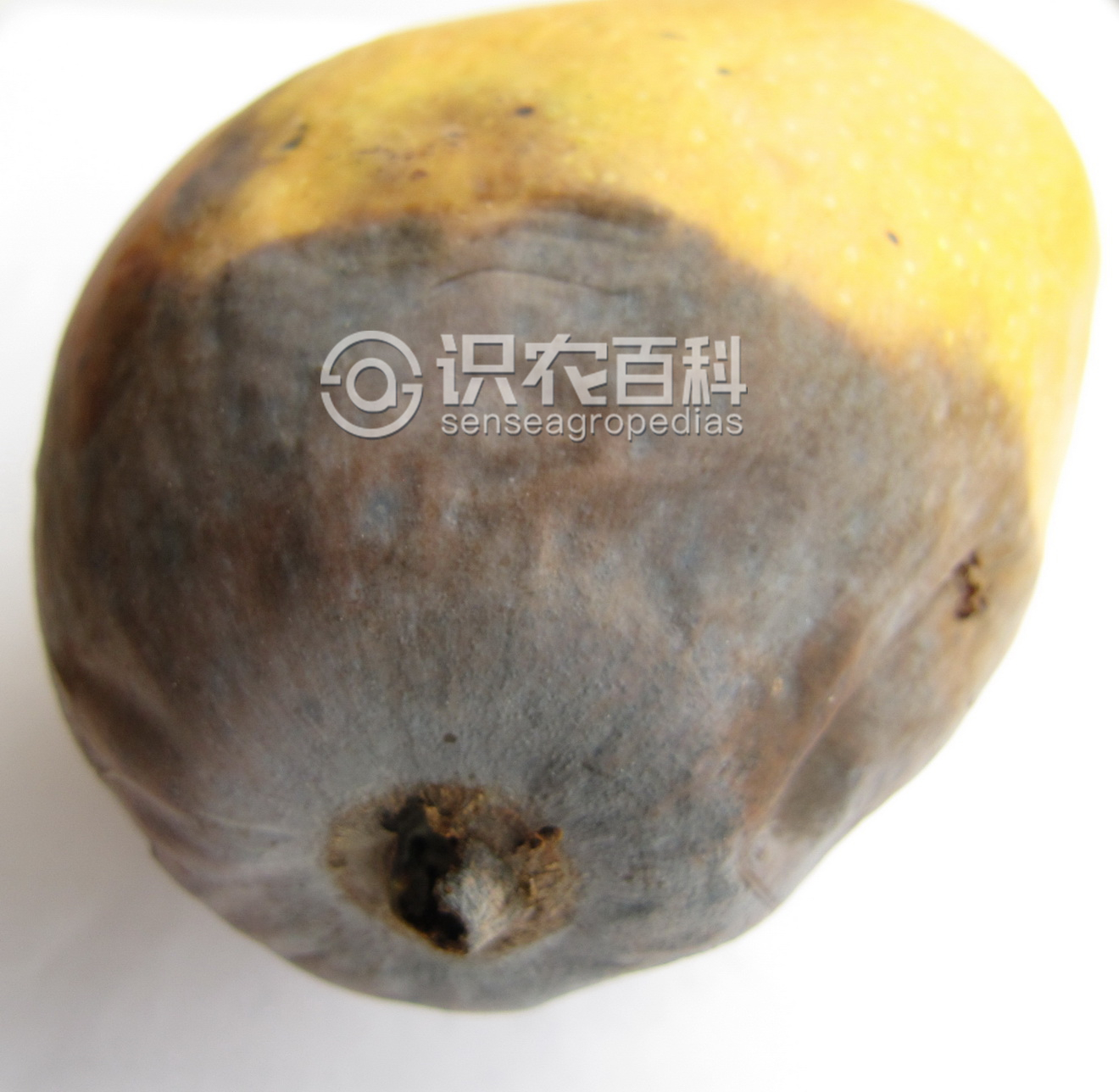 柑橘黄叶症状示例3
