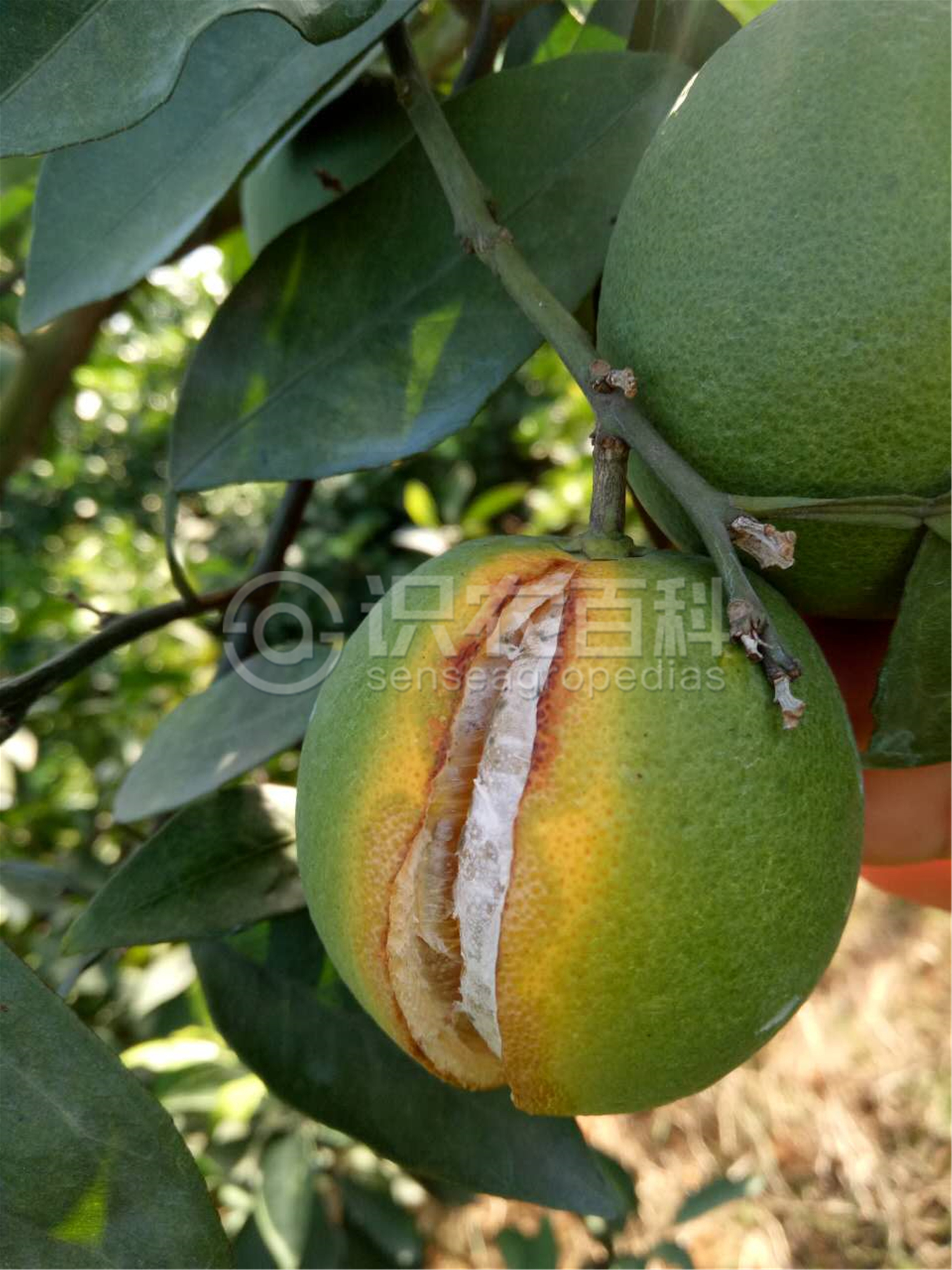 柑橘黄叶症状示例4