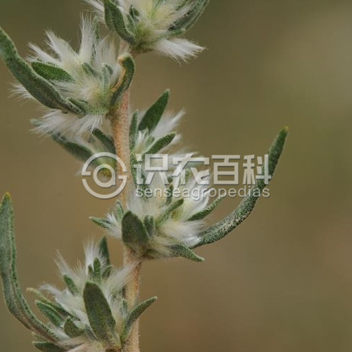 柑橘黄叶症状示例3