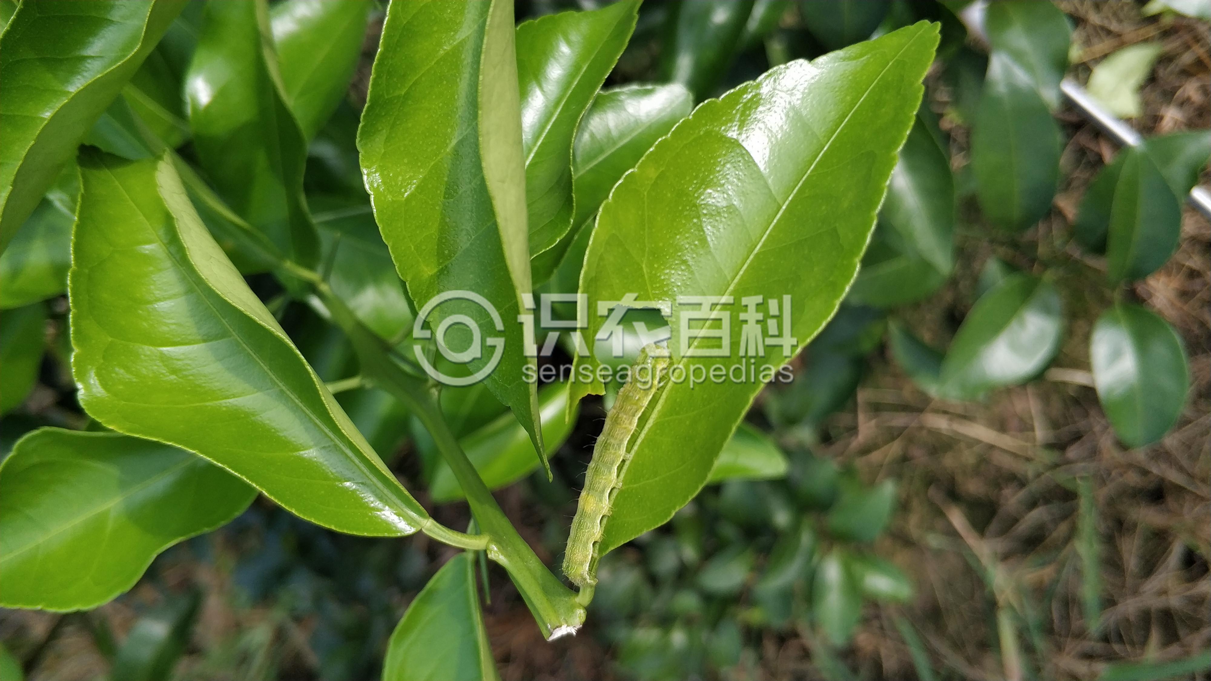 柑橘黄叶症状示例2