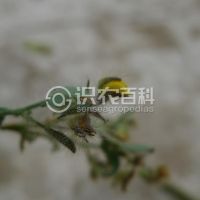柑橘黄叶症状示例0