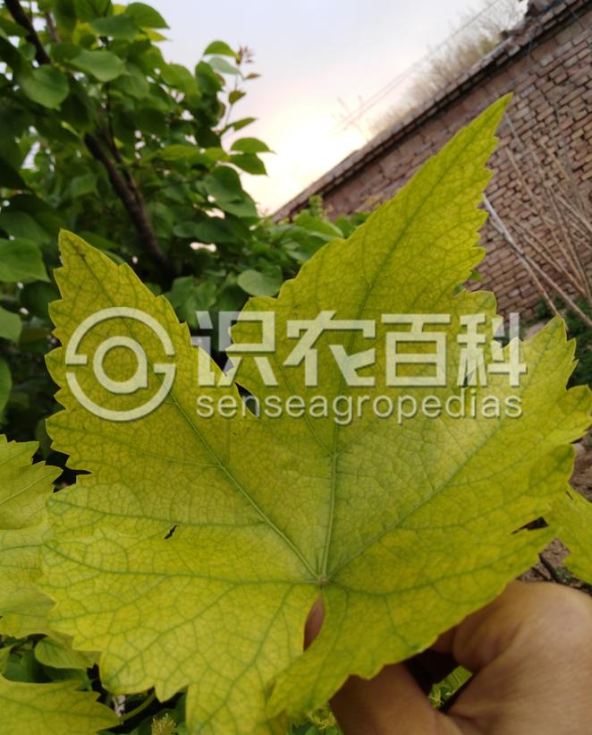 柑橘黄叶症状示例2