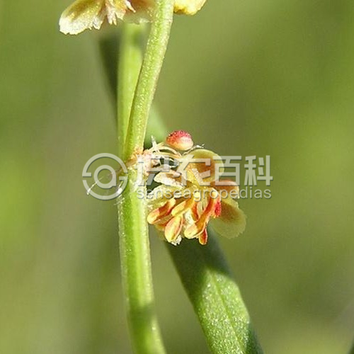 柑橘黄叶症状示例4