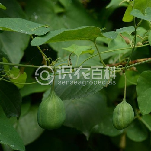 柑橘黄叶症状示例3