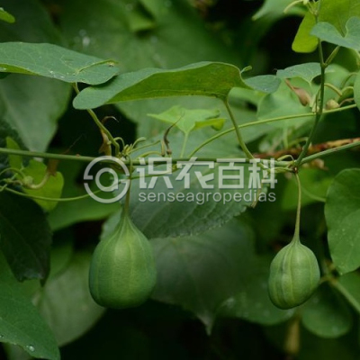 北马兜铃