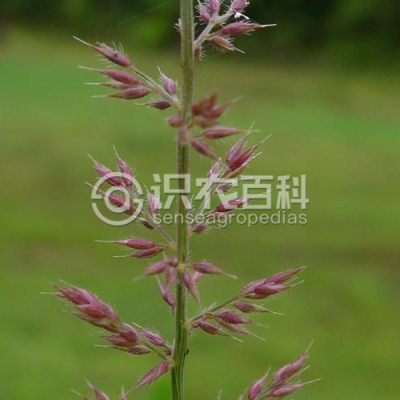 孟加拉野古草