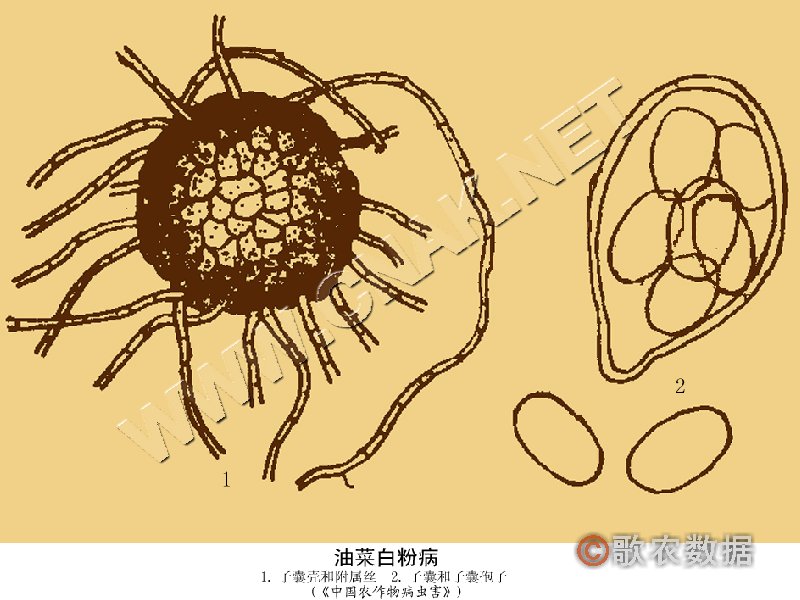 柑橘黄叶症状示例2