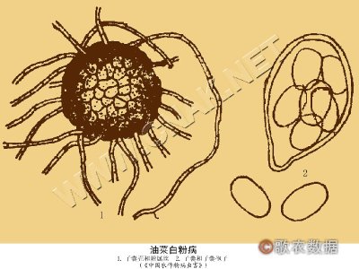 油菜白粉病