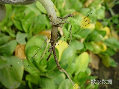 油菜立枯病