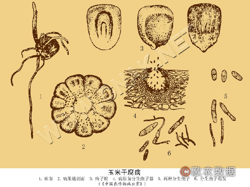 柑橘黄叶症状示例1