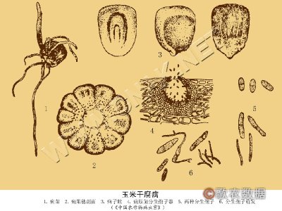 玉米干腐病
