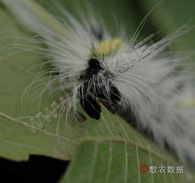 桑白毛虫