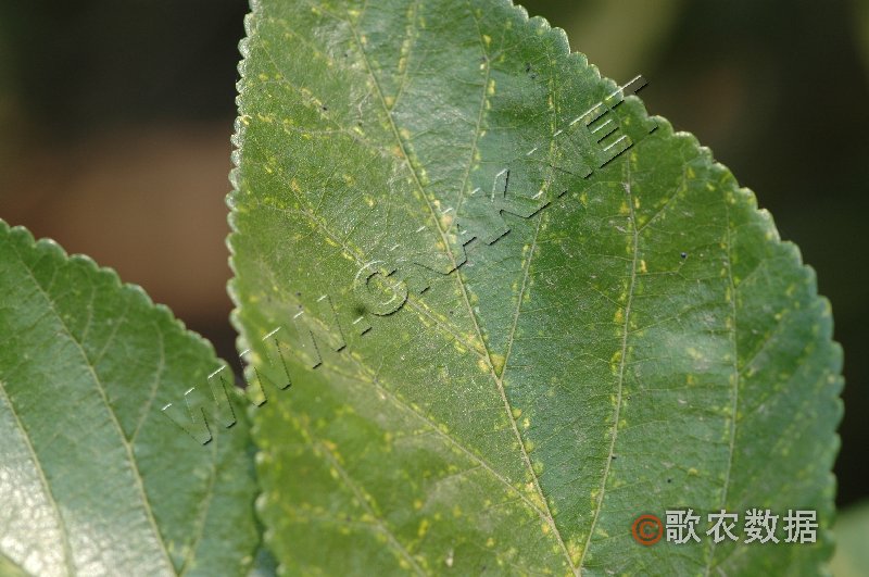 柑橘黄叶症状示例0