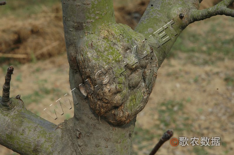 柑橘黄叶症状示例1