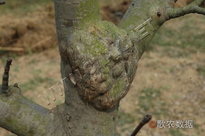 梨树根癌病