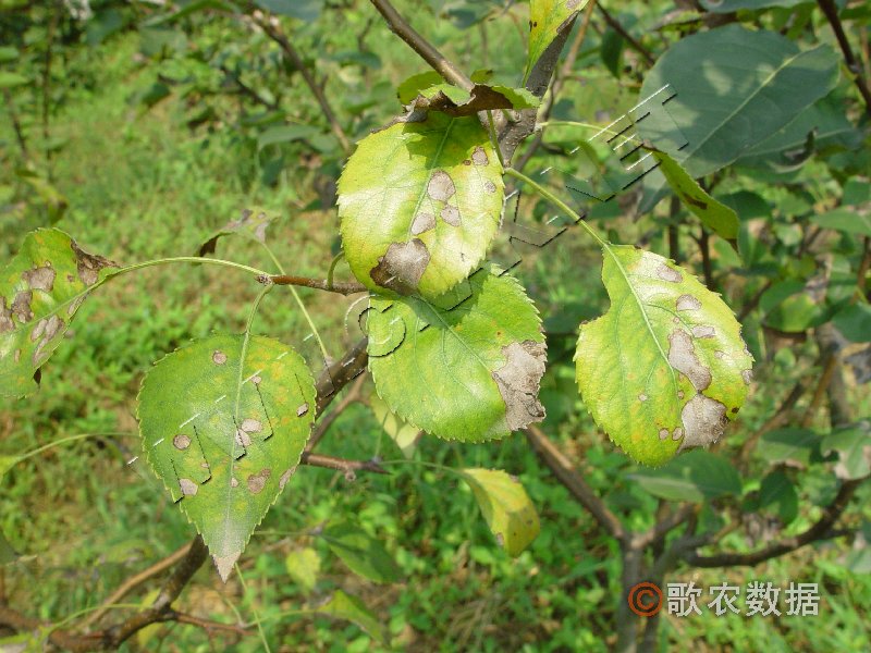 柑橘黄叶症状示例1