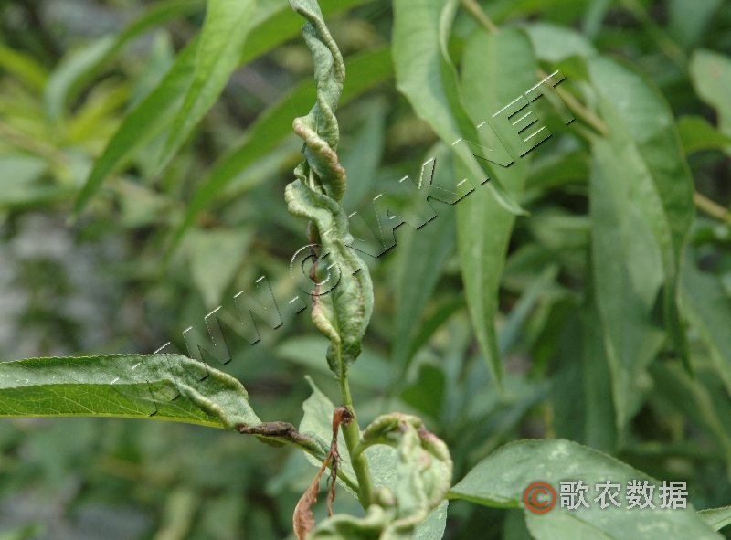 柑橘黄叶症状示例3